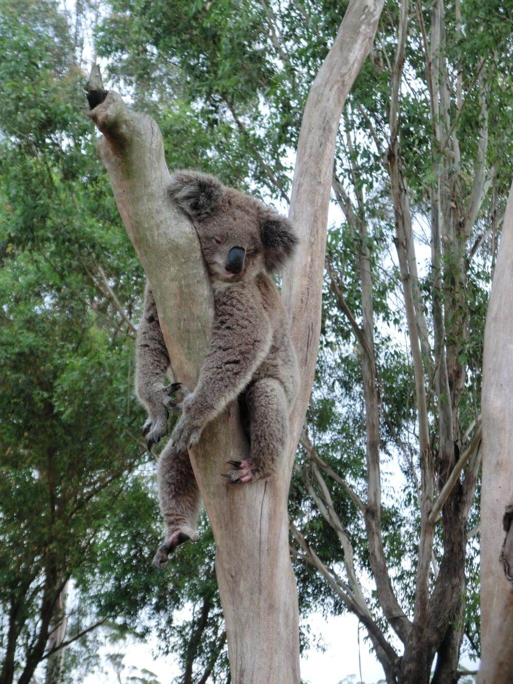 Koala