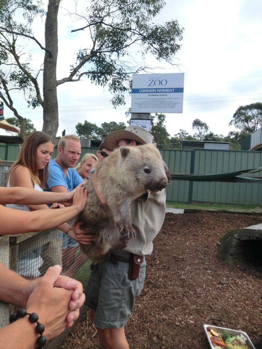 Ausgwachsenes Wombat
