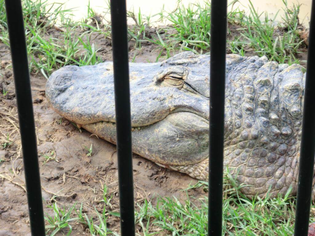 Glücklicher Aligator