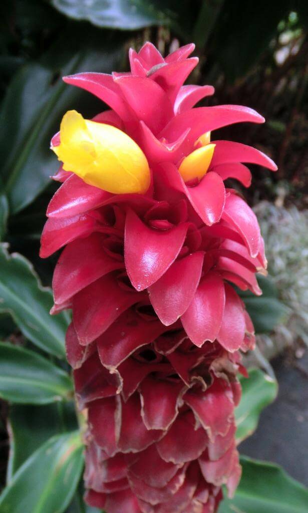 Blume