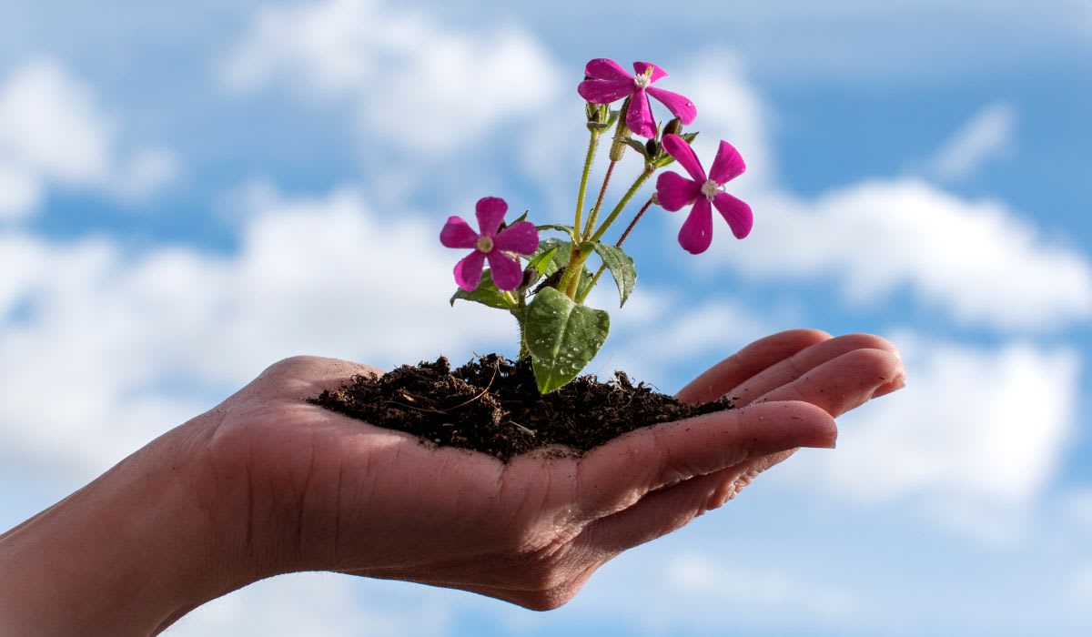 Hands in front of the sky holding a flower in soil