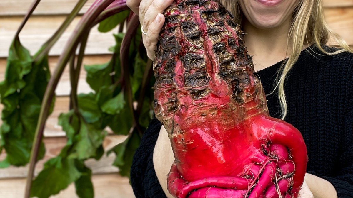 Giant Vegetable Grows to Toddler Size Goes Viral Giant Vegetable Grows to Toddler Size Goes Viral - giant vegetable