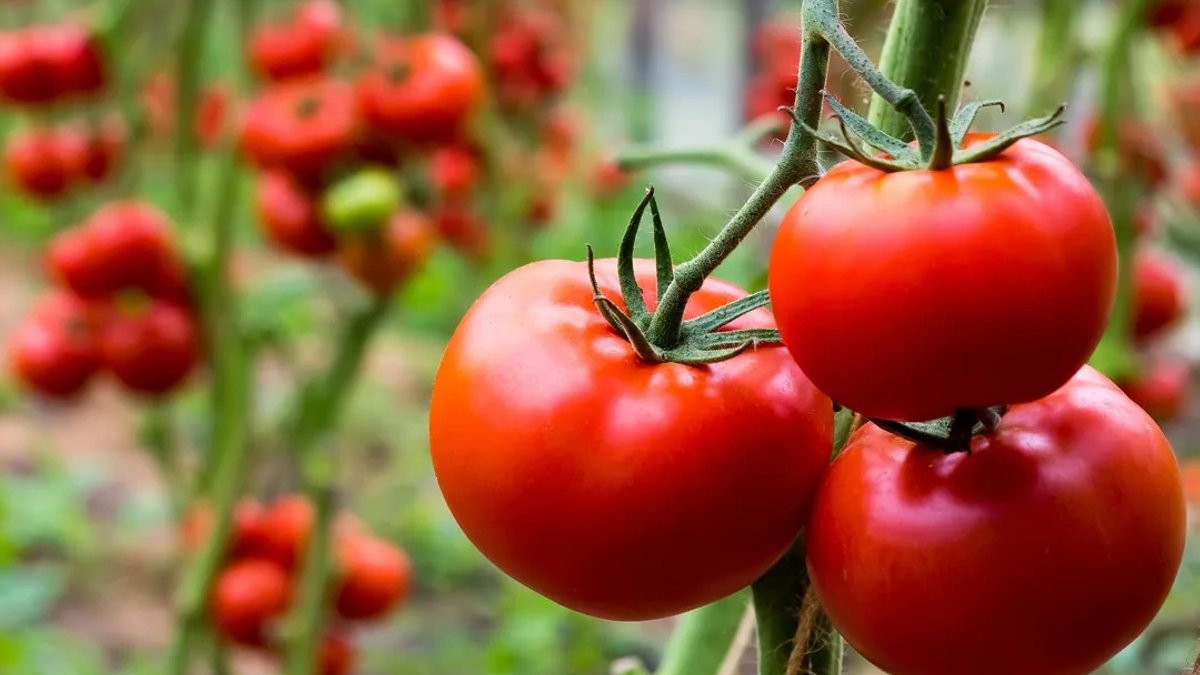 Tomato Compound Holds Fatty Liver Hope - fatty liver disease