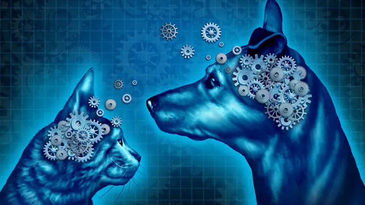 Pets' Brains Age Faster Than Their Bodies Pets' Brains Age Faster Than Their Bodies - dogs brain aging