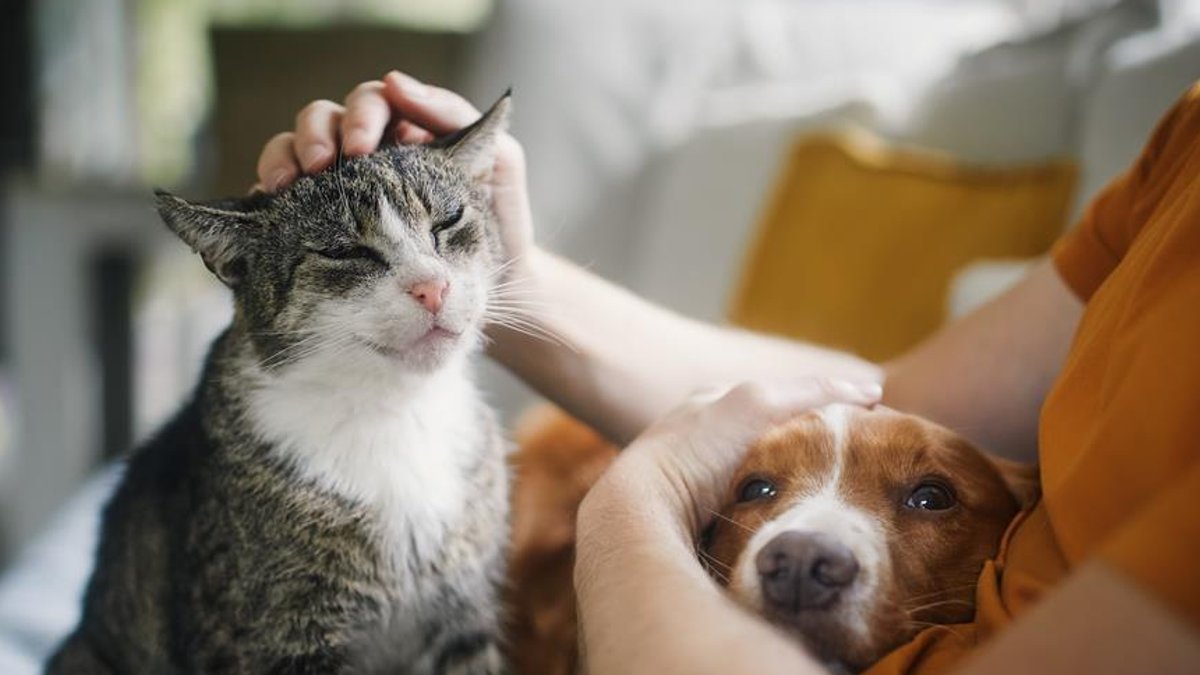 Pets at Home adds insurance via Compare Market Pets at Home adds insurance via Compare Market - pet insurance