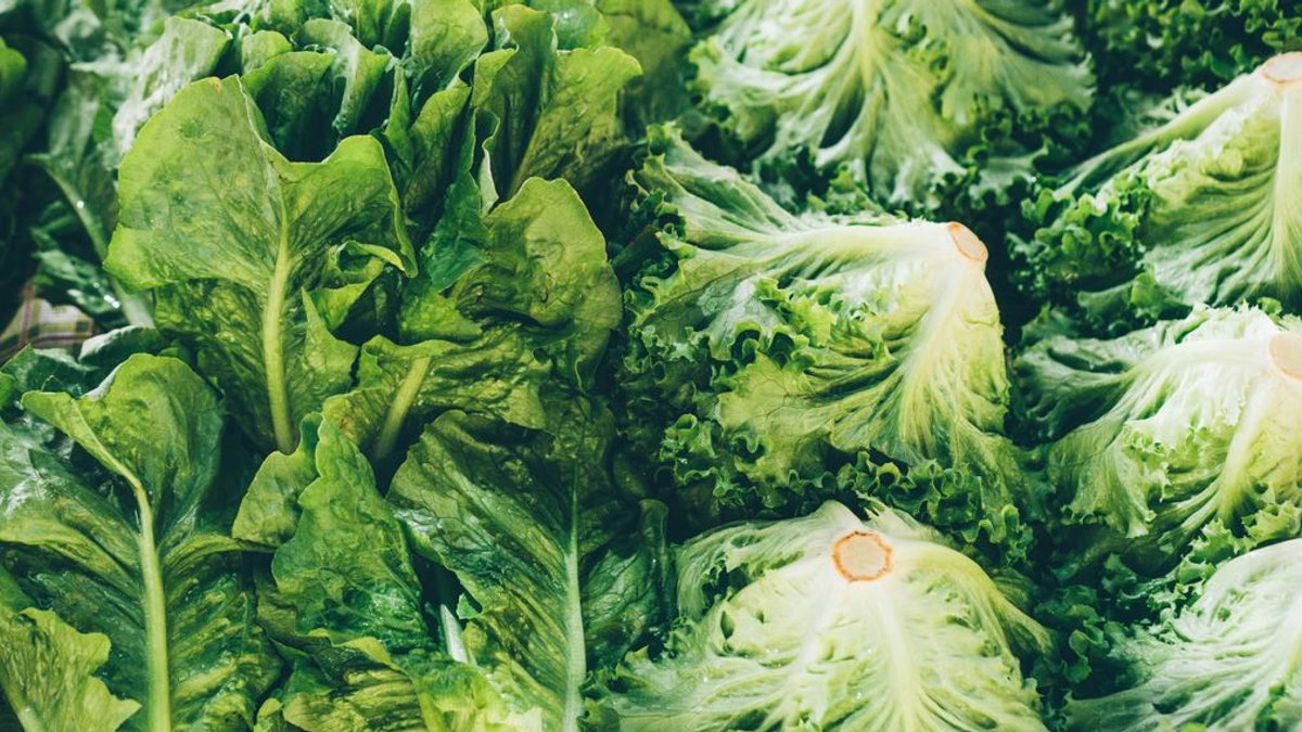 NYC Restaurants Tackle Cyclospora Outbreak - nyc restaurants