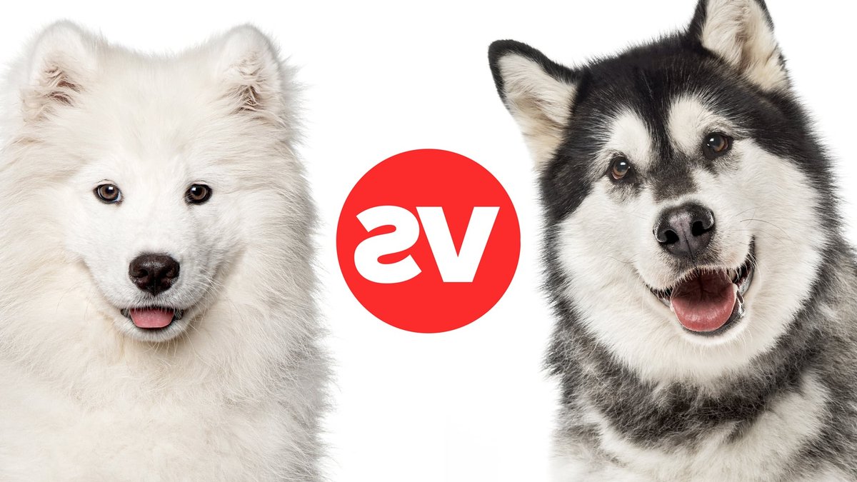 Malamute vs Samoyed: The Key Differences - alaskan malamute vs samoyed