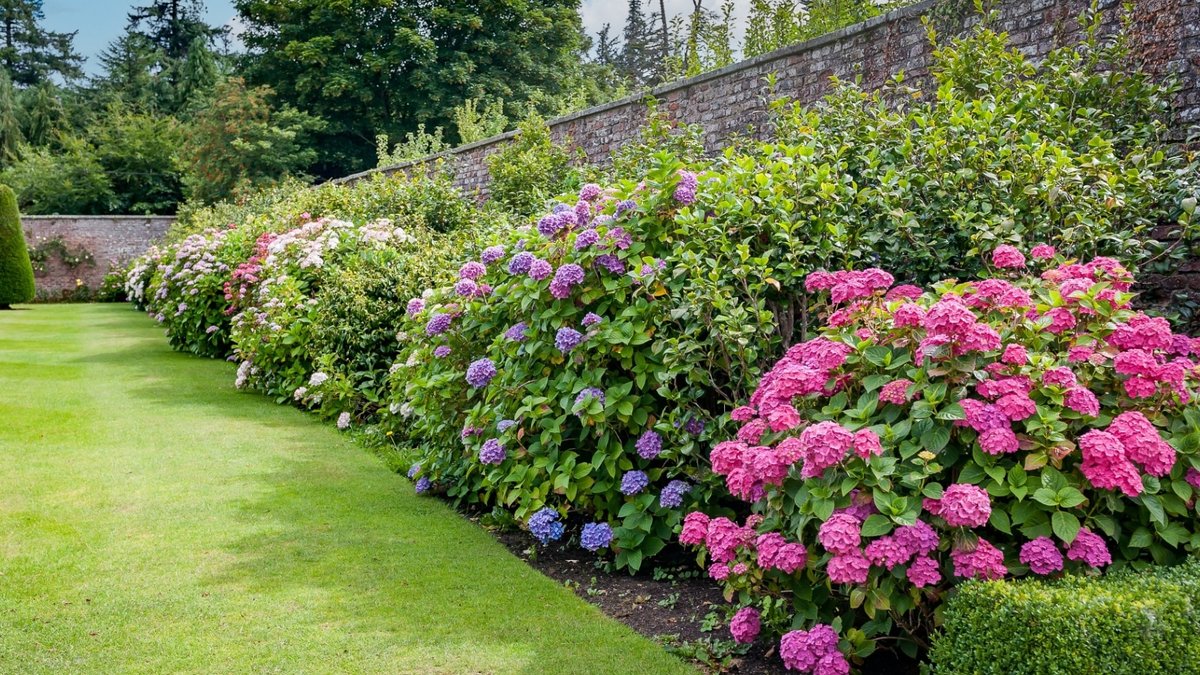 Effective Ways to Eliminate Lawn Weeds Permanently Effective Ways to Eliminate Lawn Weeds Permanently - lawn weed control