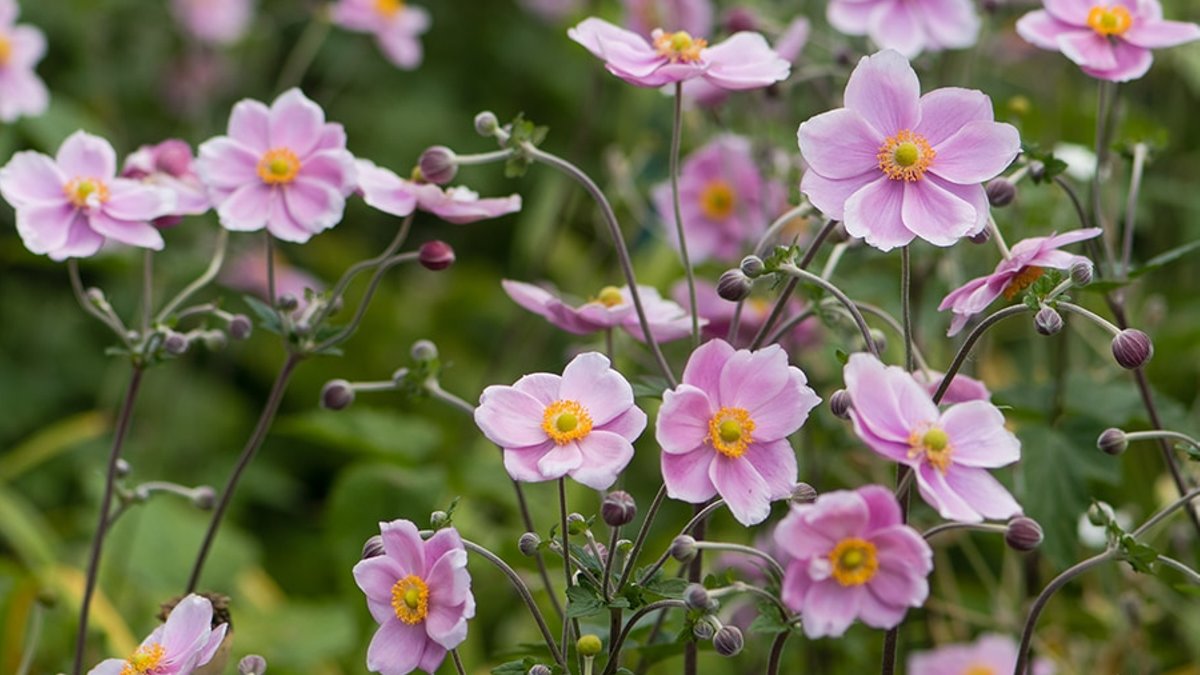 Guide to growing Japanese anemones