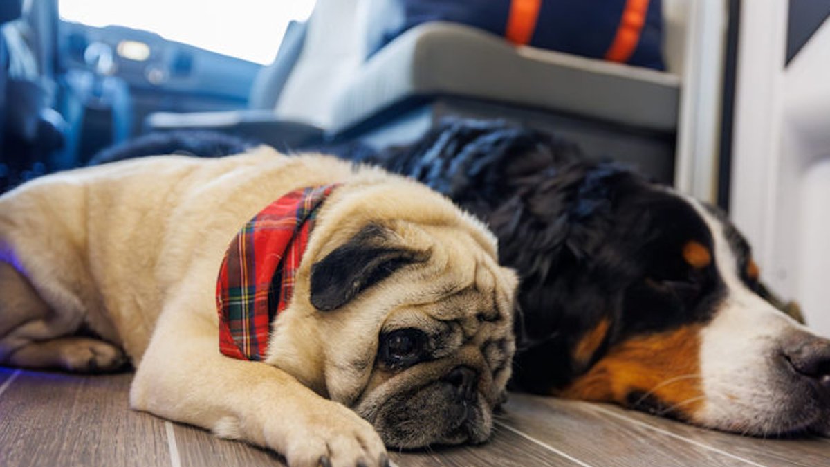 Taking Your Dog on a Motorhome Holiday Taking Your Dog on a Motorhome Holiday - motorhome holiday