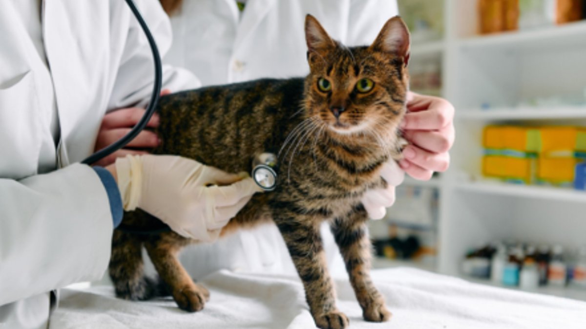 Cats Overtake Dogs as Vet Visits Drop - cats overtake dogs vet visits