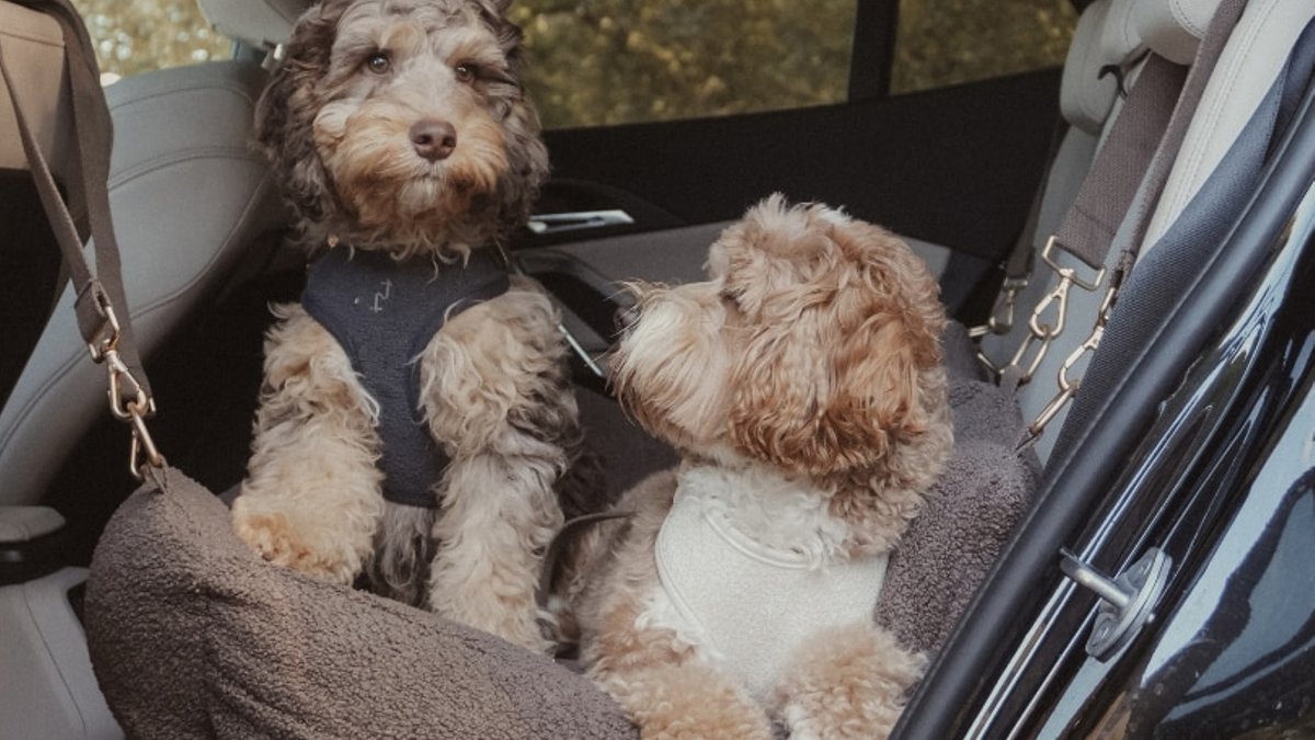 Dog Car Seats Keep Leather Seats Pristine Dog Car Seats Keep Leather Seats Pristine - dog car seats