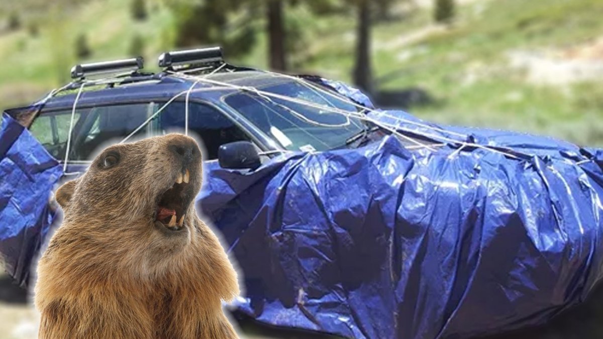 Campers tarp cars to deter antifreeze‑loving marmots - marmot deterrent