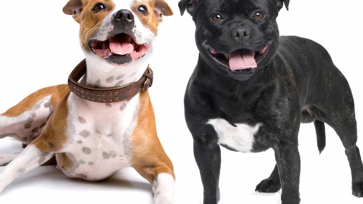 Staffordshire Terriers vs Bull Terriers: The Key Differences - staffordshire terriers vs bull terriers