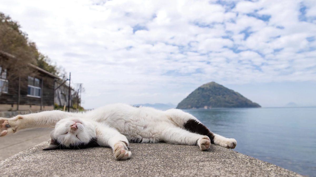 Ex-Employee Turns Lens on Japan's Gorgeous Cats Ex-Employee Turns Lens on Japan's Gorgeous Cats - masayuki oki cats photography