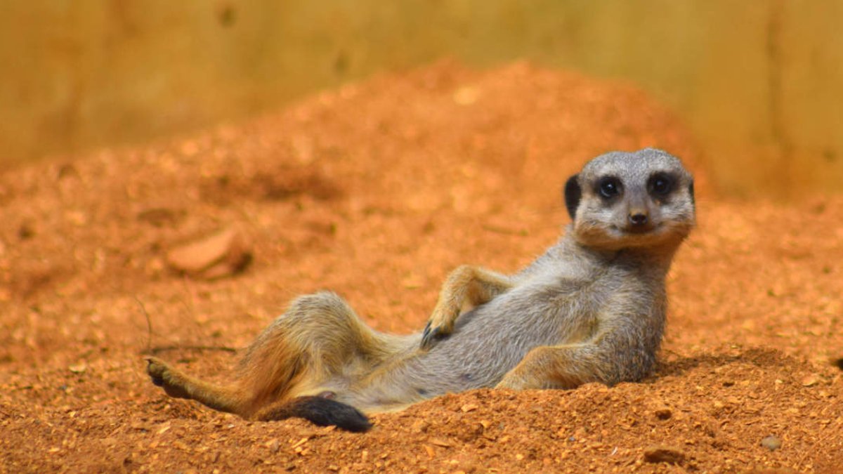 Africa miners make significant new discoveries - africa mining