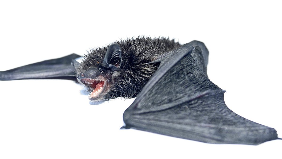 Bats found to have unique immune system Bats found to have unique immune system - bats immune