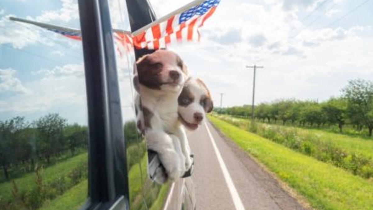 States Tighten Rules on Pet Sales and Care - pet regulations