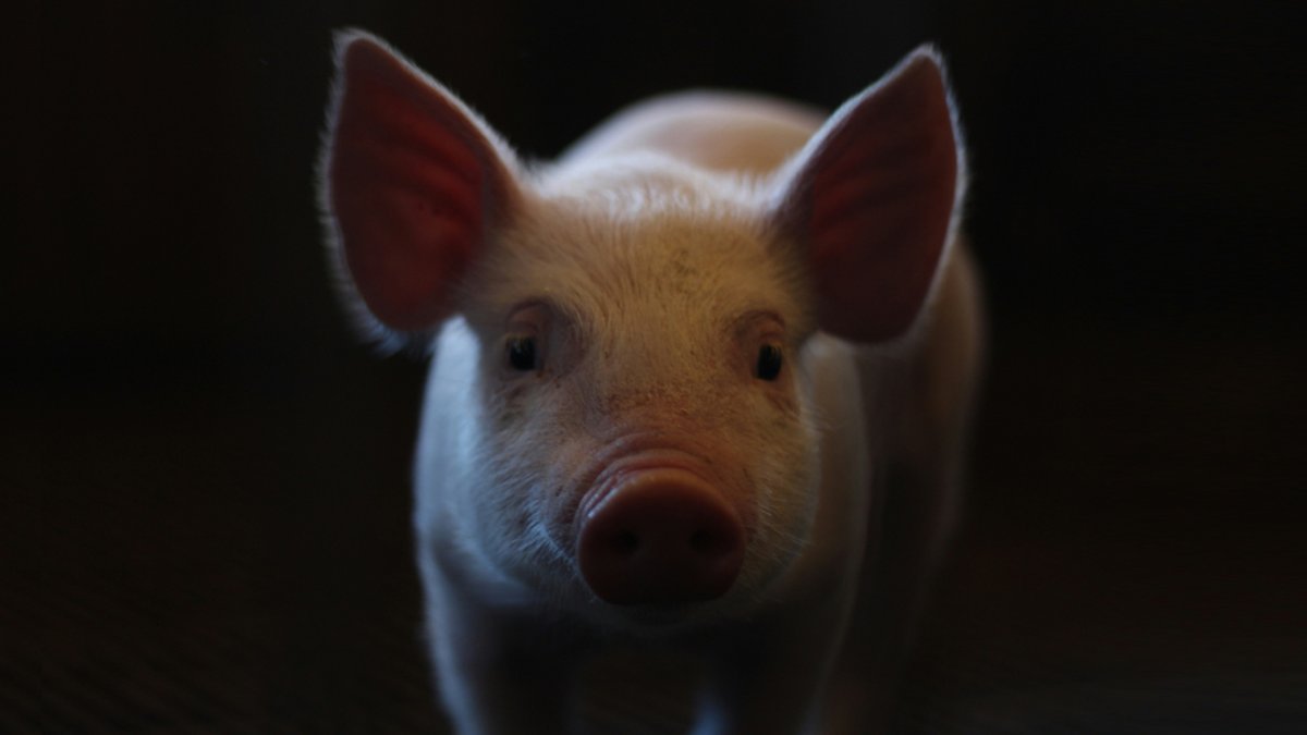 Pig-to-human kidney transplant achieves a breakthrough Pig-to-human kidney transplant achieves a breakthrough - pig kidney transplant