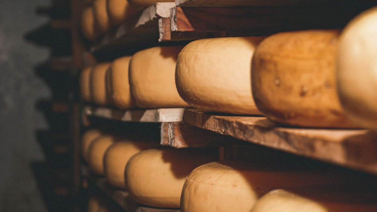 Dutch cheese wheels aging on shelves in a rustic setting, showcasing traditional cheese-making methods.