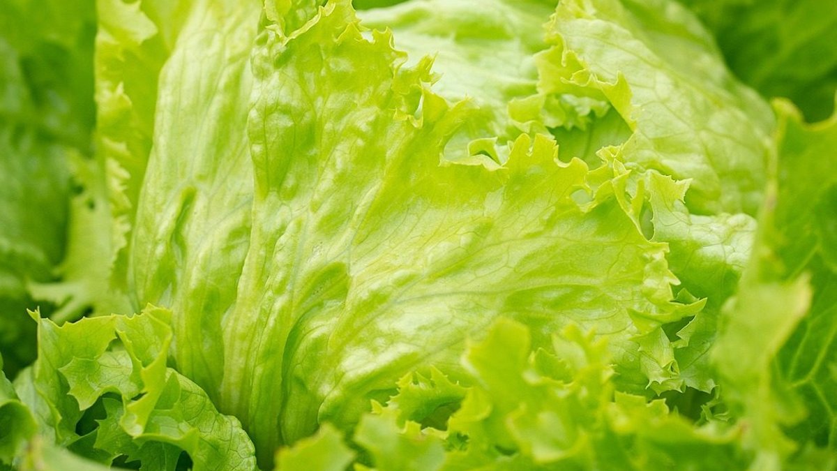 Salad, iceberg lettuce, green, lettuce leaves, garden, kitchen garden, vegetable garden, healthy, raw, vegan, nature, vegetar