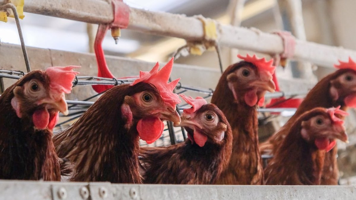 Baird: Ten Years Fighting Chicken Dumping - chicken dumping