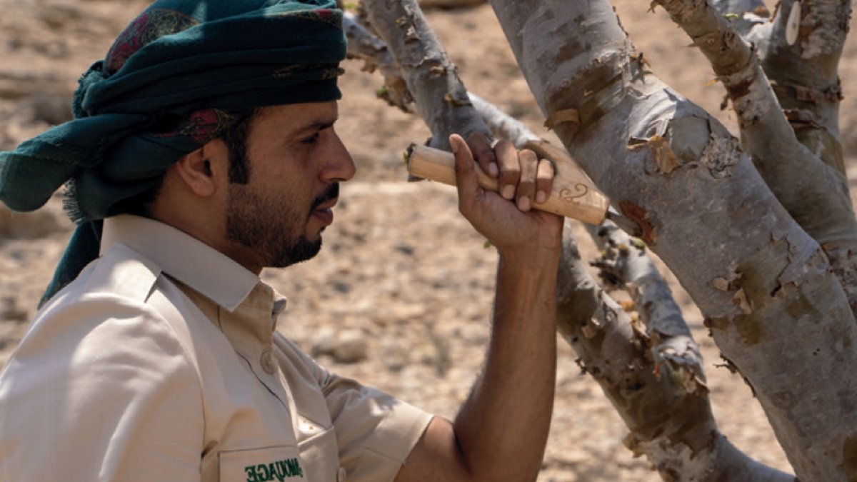 Oman’s frankincense faces extinction threat - oman frankincense extinction