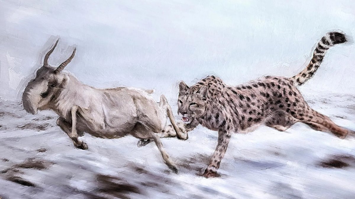 Illustration of a Miracinonyx trumani chasing after a Saiga antelope.