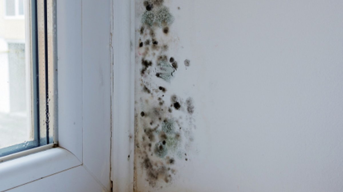 New landlord rules under Awaab’s Law take effect - landlord rules
