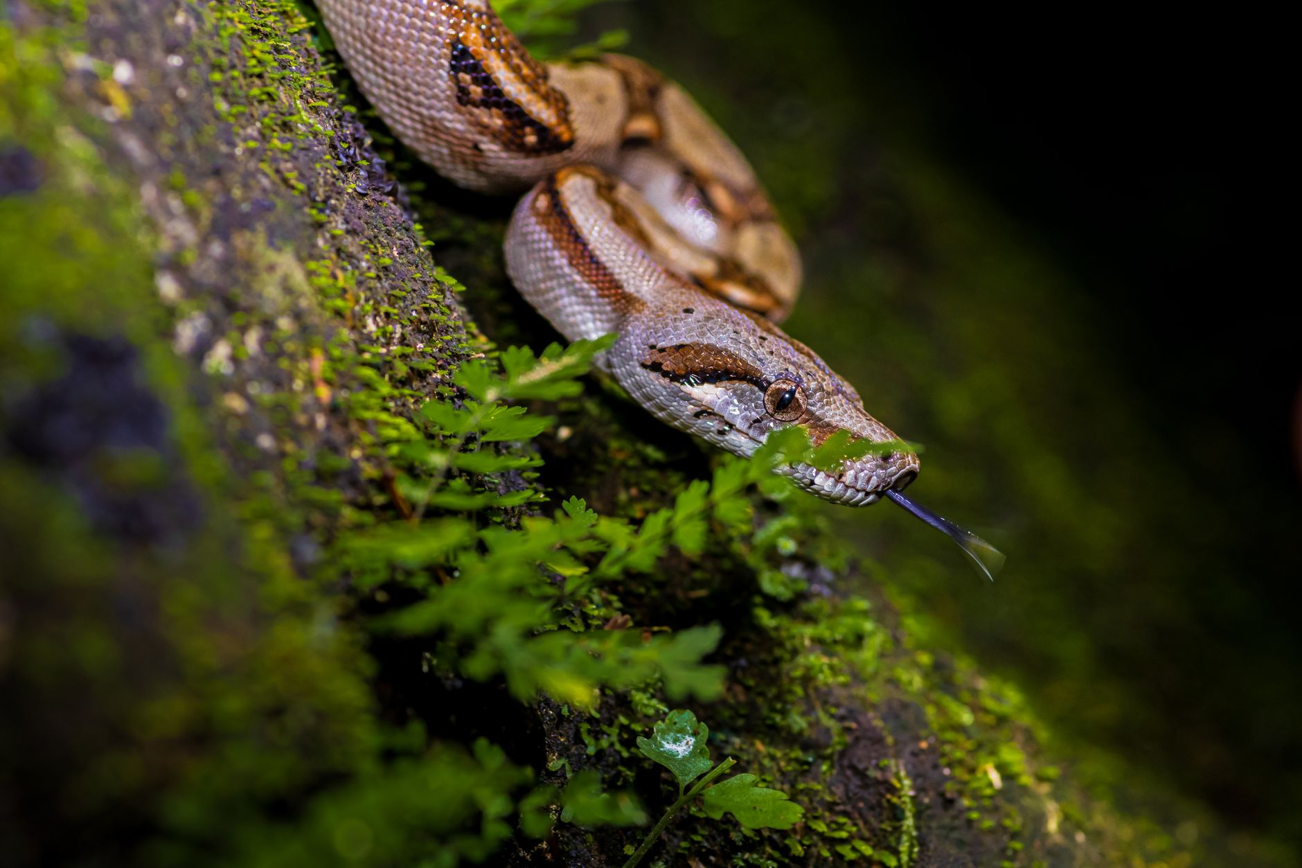 Snake bites Kolkata schoolboy again in a week