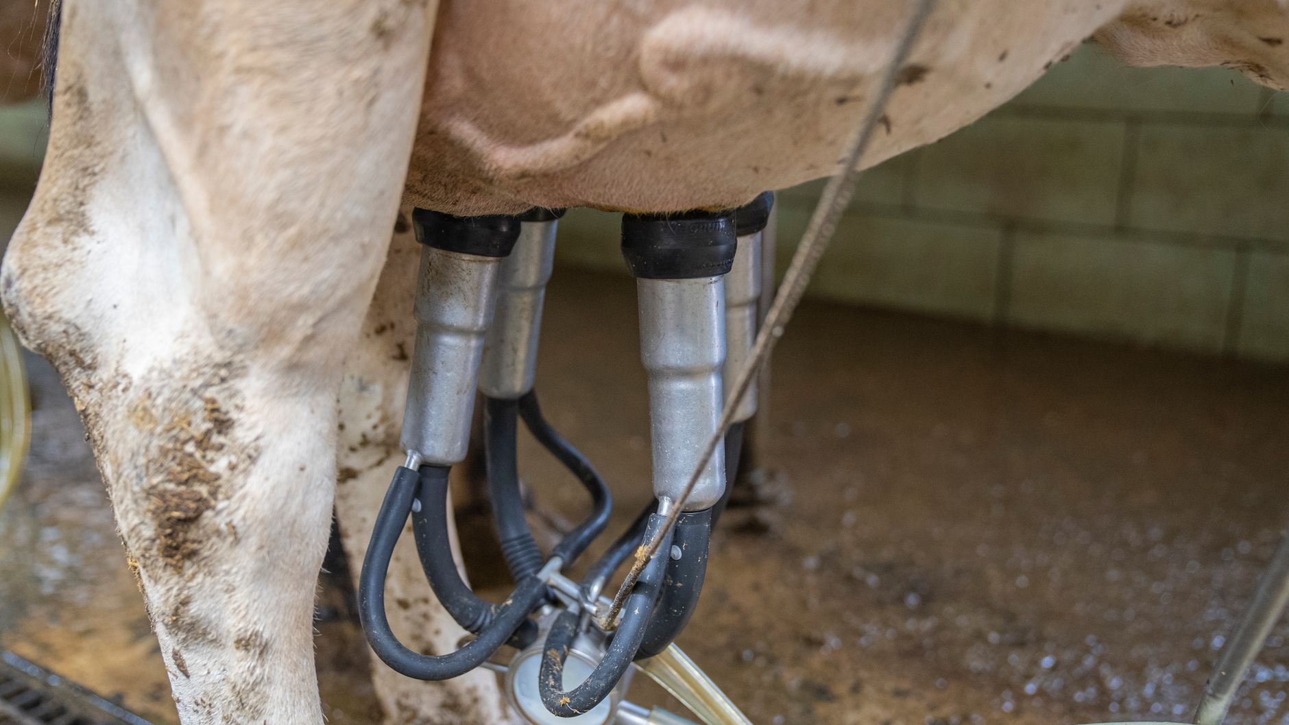 Dairy Pump Offers Hygiene Lessons