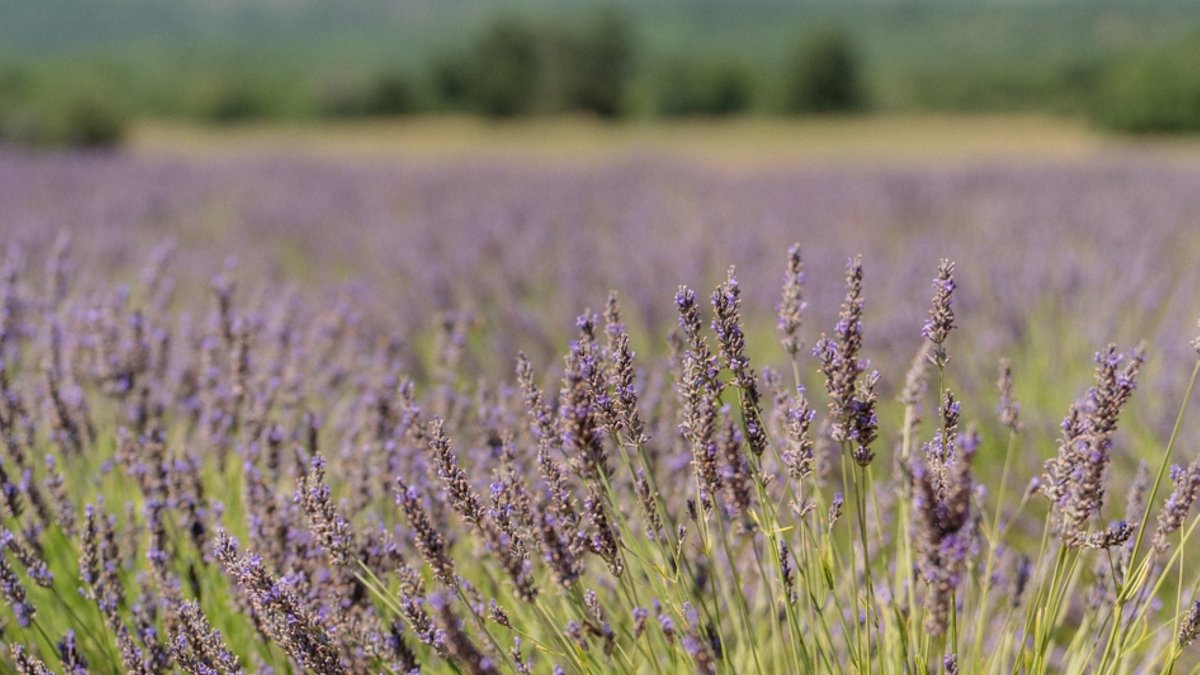 Provence's Lavender Harvest: A Behind-the-Scenes Look Provence's Lavender Harvest: A Behind-the-Scenes Look - lavender harvest