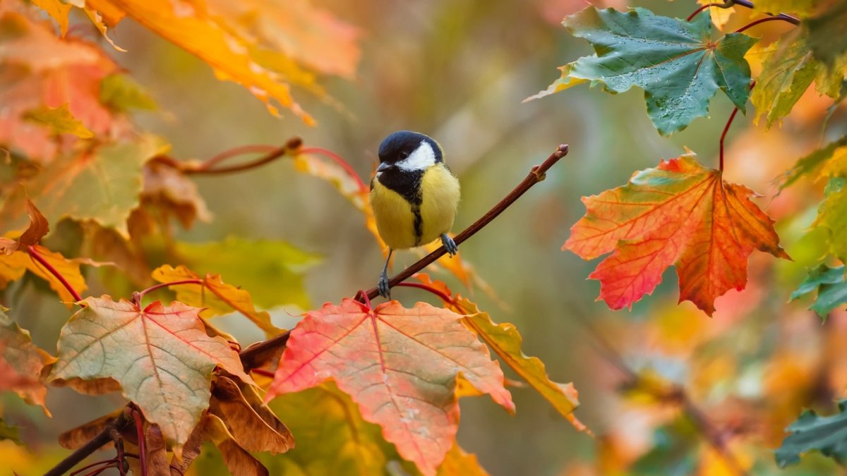 Autumn garden birds guide and identification tips Autumn garden birds guide and identification tips - autumn garden birds