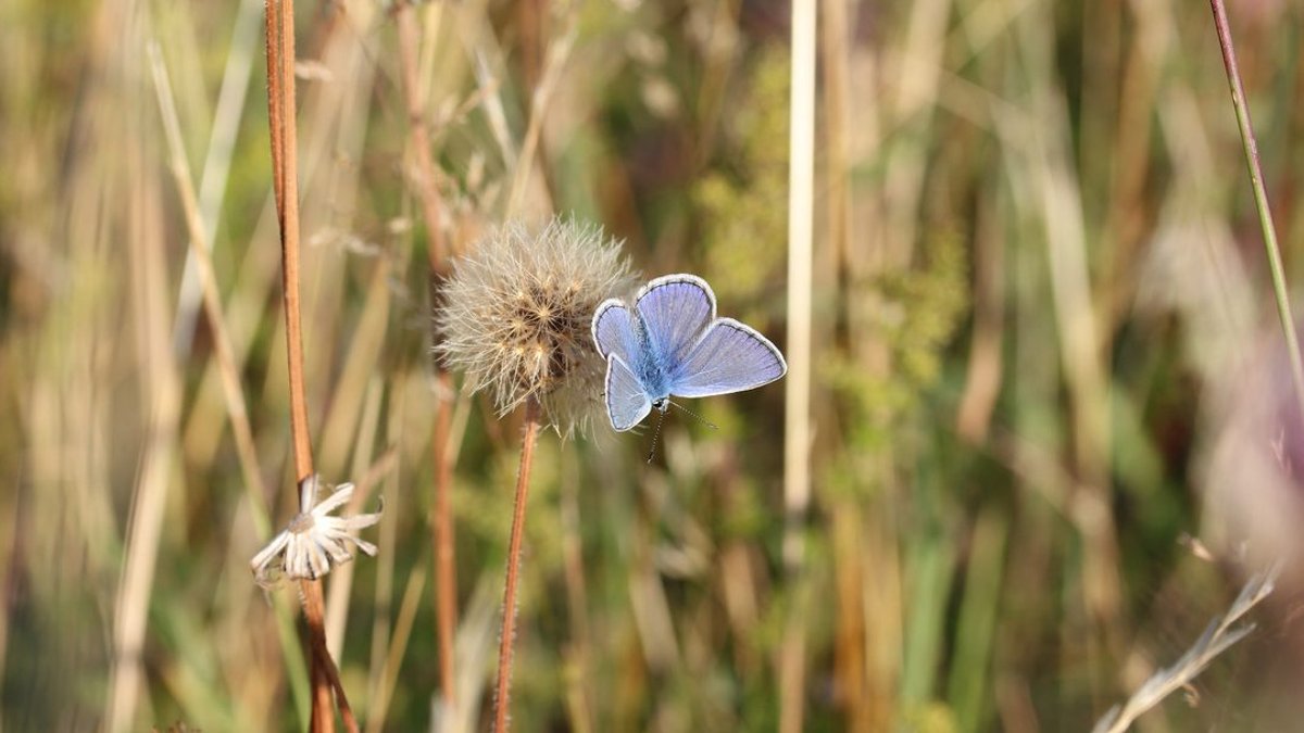 UK butterflies boom this summer despite looming population crash UK butterflies boom this summer despite looming population crash - uk butterflies