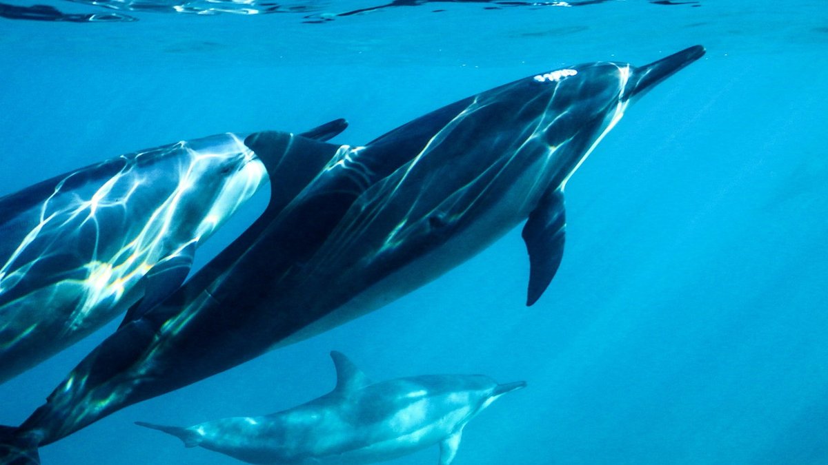 Trump administration narrows "capture" definition in endangered species law Trump administration narrows "capture" definition in endangered species law - esa capture definition