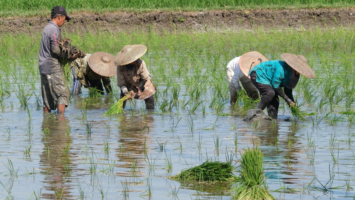 Technology offers hope for drought-hit African farming A group of farmers working together, planting rice in a lush, wet paddy field under a clear sky.