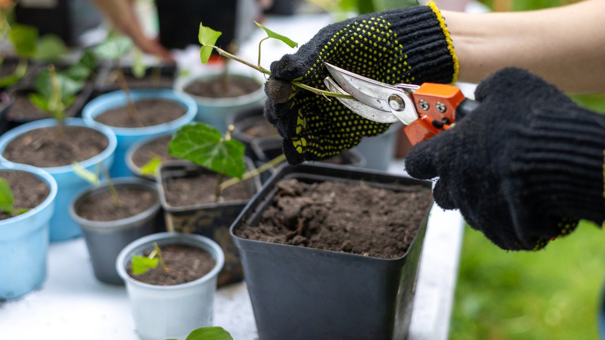 How to Propagate 7 Outdoor Plants Before Autumn How to Propagate 7 Outdoor Plants Before Autumn - propagate outdoor plants