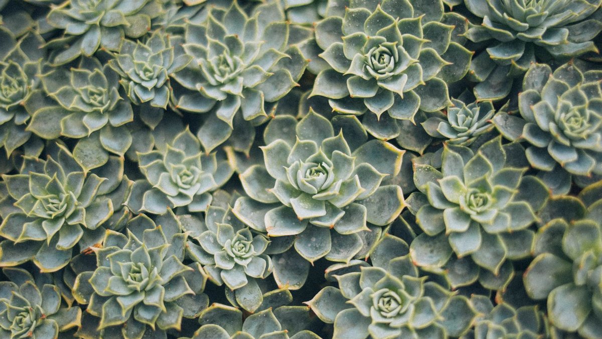 A detailed close-up of vibrant green succulent plants with a beautiful spiral pattern.
