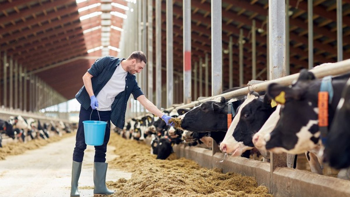 Purina backs UK wheat farmers with regenerative aid - regenerative agriculture support
