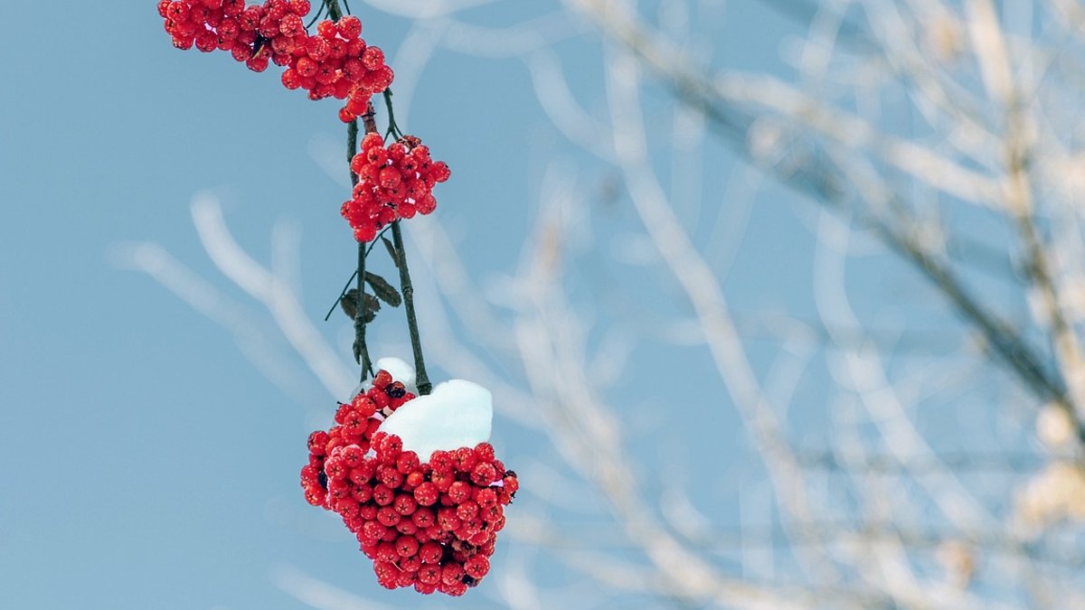 AWS Adds Cluster Mode to Elastic Beanstalk Rowan, branches, winter, snow, nature, cluster, winter, winter, winter, winter, winter, snow, snow, snow.