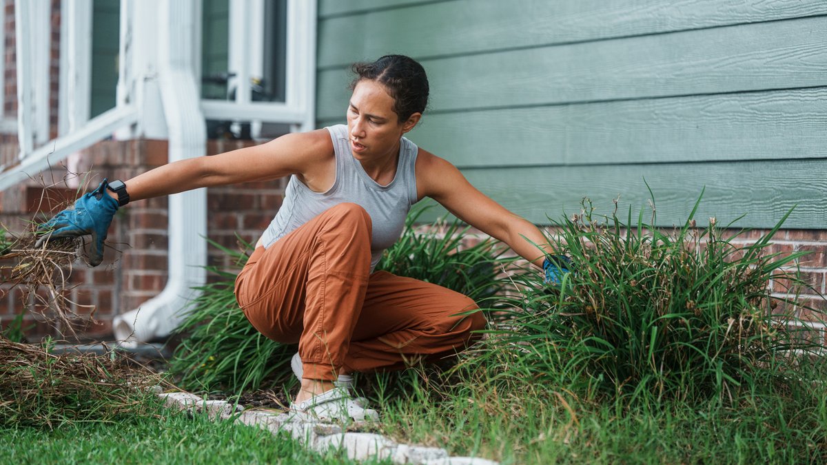 Grass clippings offer a free, eco-friendly alternative to weed fabric Grass clippings offer a free, eco-friendly alternative to weed fabric - grass clippings weed control