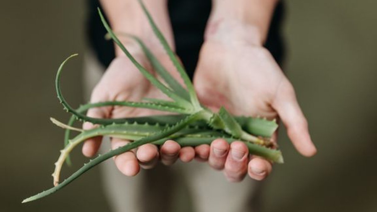 Aloe Vera Has Limited Vaginal Health Benefits Aloe Vera Has Limited Vaginal Health Benefits - aloe vera