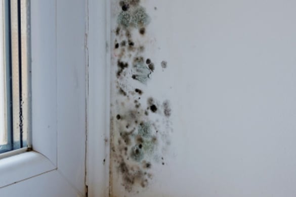 New landlord rules under Awaab’s Law take effect