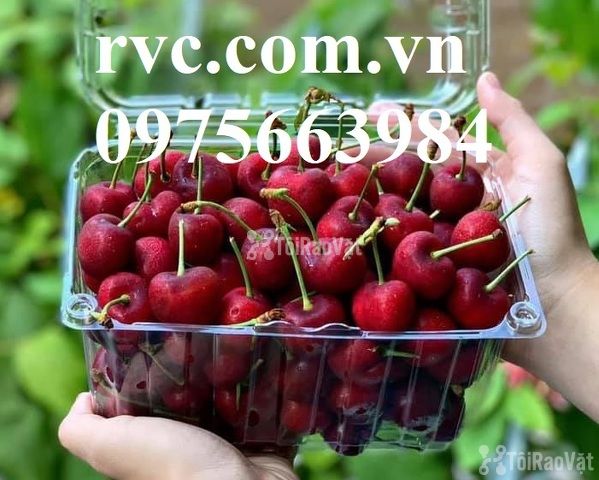 Hộp nhựa đựng trái cây 1kg cao cấp, uy tín, chất lượng tại Hồ Chí Minh  81368