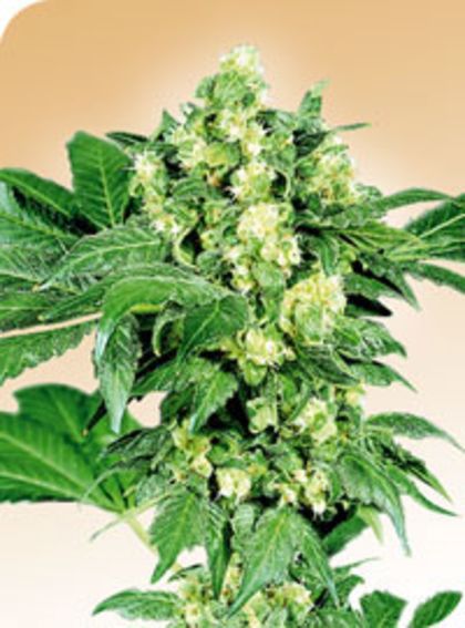 Featured Image of Afghani
