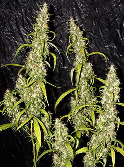 Featured Image of Haze