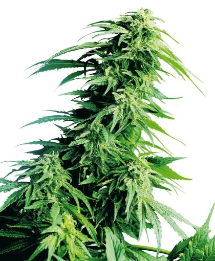Featured Image of Hindu Kush