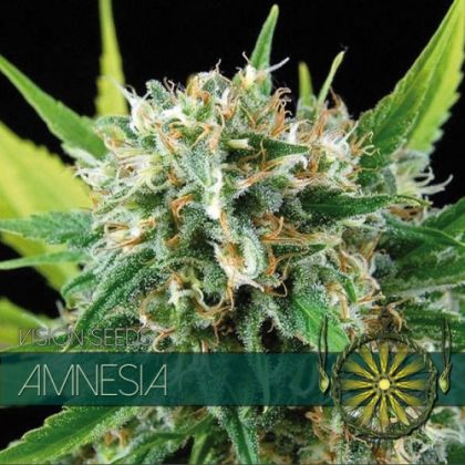 Featured Image of Amnesia