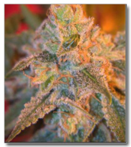 Featured Image of Grapefruit