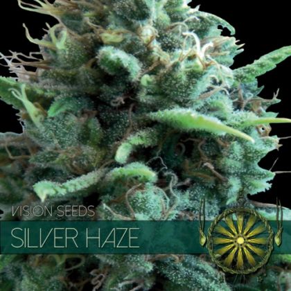 Featured Image of Silver Haze